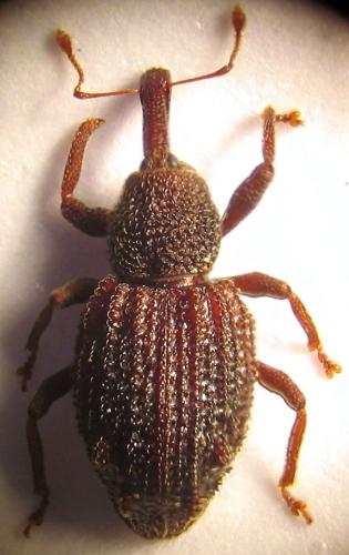 Aparopion chevrolati