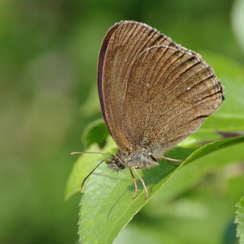 Réf. 72 326 : Aphantopus hyperantus