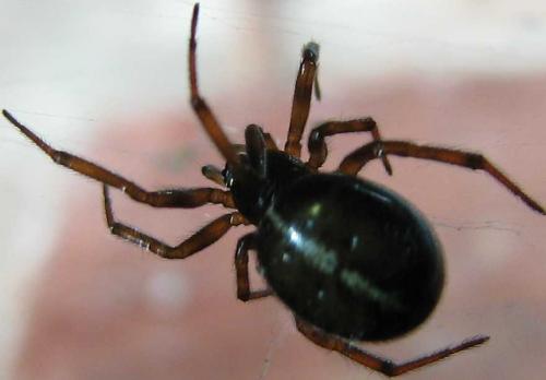 Steatoda bipunctata