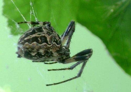 Larinioides sclopetarius