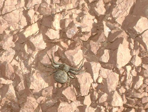 Bassaniodes bufo
