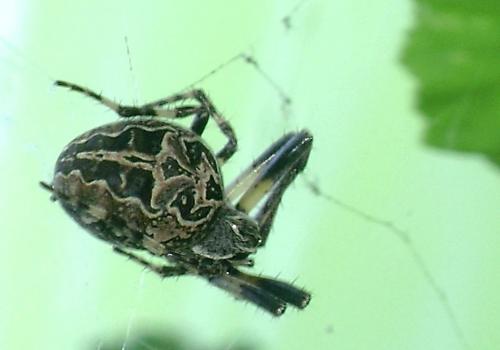 Larinioides sclopetarius