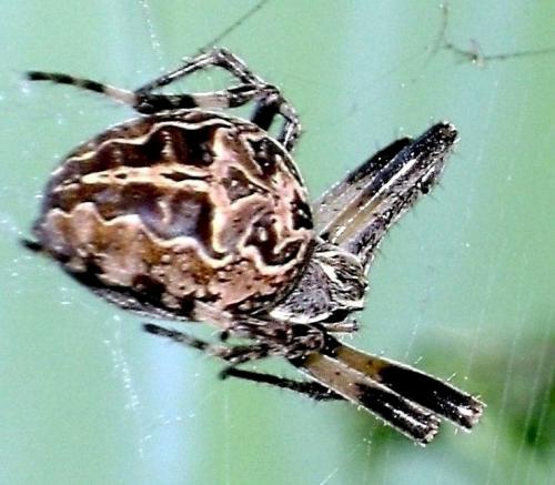 Larinioides sclopetarius