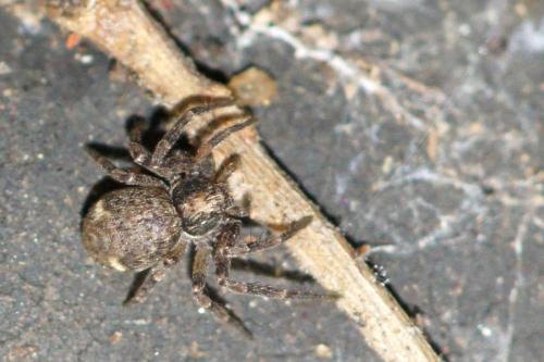 Réf. 72 122 : Philodromus sp.