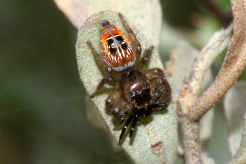 Thyene imperialis