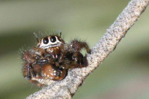 Thyene imperialis