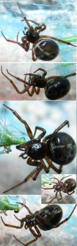Steatoda bipunctata