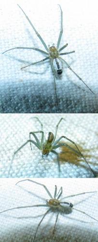 Réf. 72 934 : Neriene emphana