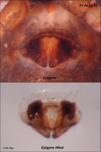 Diplocephalus picinus