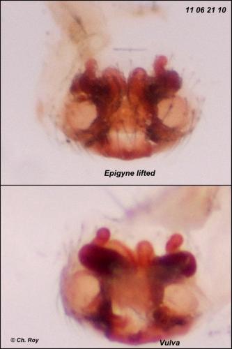 Réf. 72 882 : Porrhomma microphthalmum