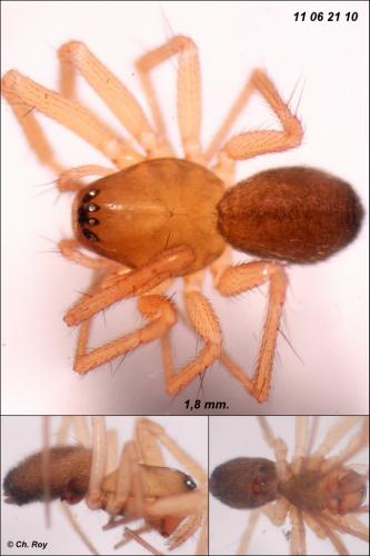 Porrhomma microphthalmum