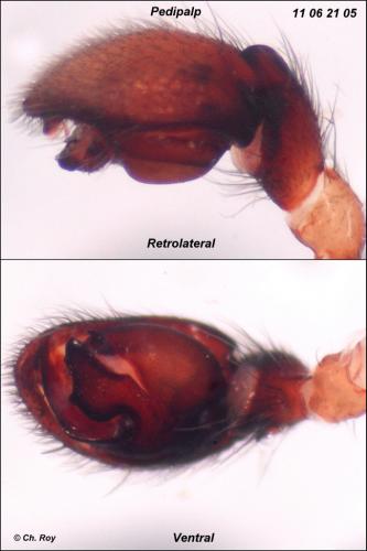 Haplodrassus dalmatensis