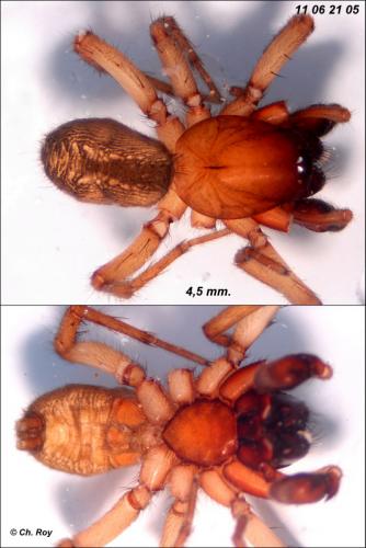 Haplodrassus dalmatensis