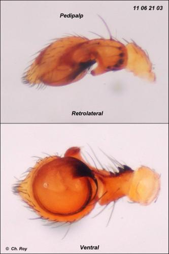 Thomisus onustus