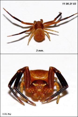 Réf. 72 552 : Thomisus onustus