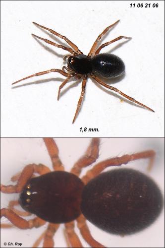 Diplocephalus permixtus
