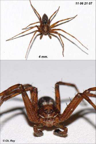 Philodromus cespitum