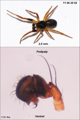 Réf. 72 671 : Hypsosinga pygmaea