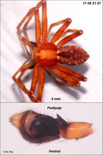 Philodromus cespitum