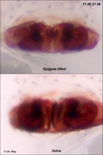 Diplocephalus permixtus