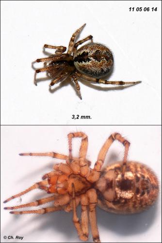 Kochiura aulica