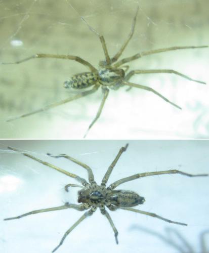 Tegenaria sp.