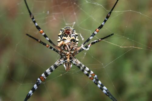 Réf. 72 205 : Argiope lobata