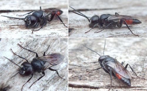 Astata sp.