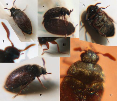 Attagenus smirnovi