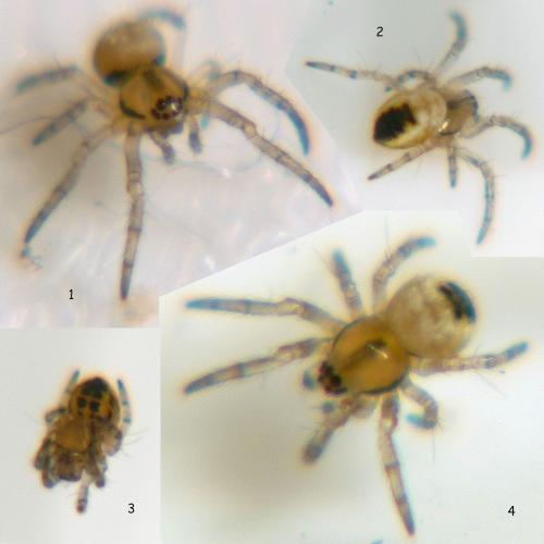 Araneus diadematus