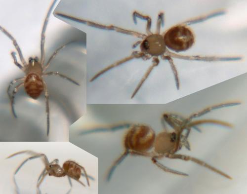Steatoda grossa
