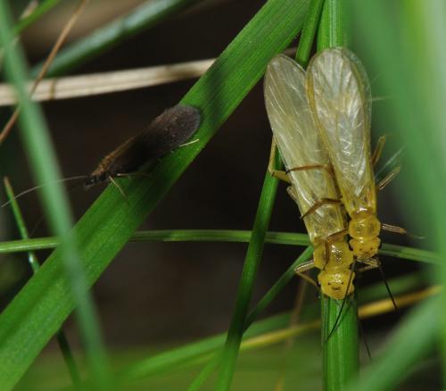 Isoperla sp.