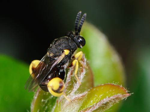 Brachymeria sp.