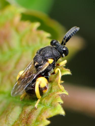 Brachymeria sp.