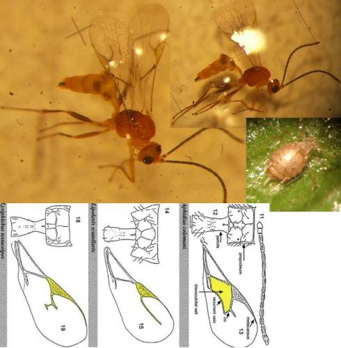 Réf. 72 904 : Aphidius matricariae