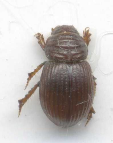 Psammodius basalis