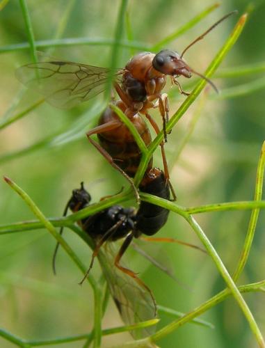 Réf. 72 155 : Formica rufibarbis