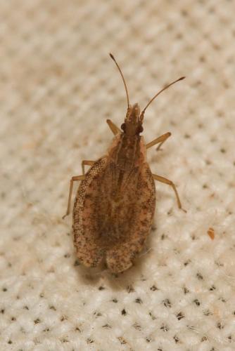 Cantacader quadricornis