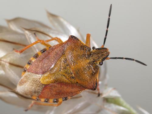 Carpocoris purpureipennis