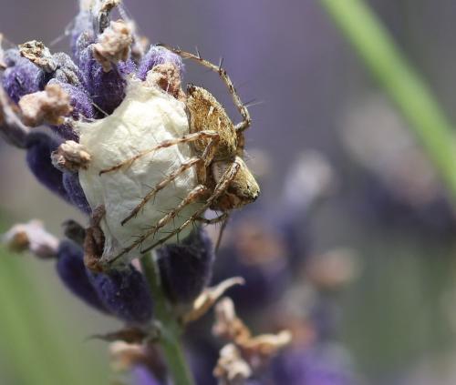 Oxyopes heterophthalmus