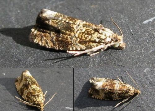 Celypha lacunana