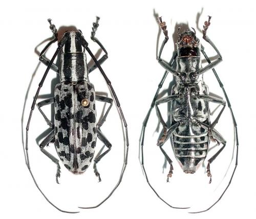 Réf. 72 499 : Macrochenus isabellinus