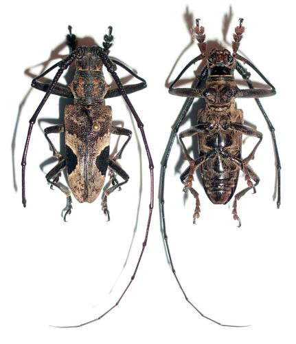 Réf. 72 500 : Paraleprodera insidiosa