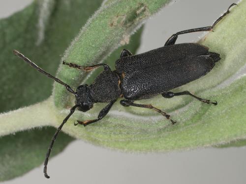 Réf. 72 336 : Stictoleptura scutellata