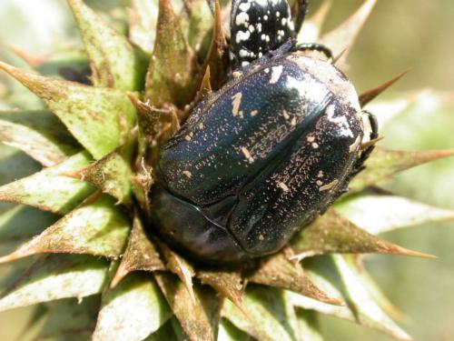 Réf. 72 937 : Netocia trojana ephesia