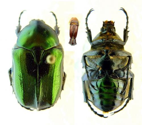 Potosia angustata