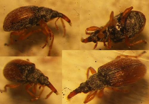 Réf. 72 334 : Malvapion malvae