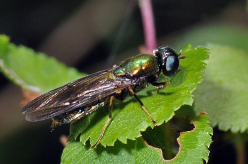 Réf. 72 700 : Chloromyia formosa