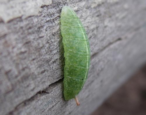 Epistrophe eligans