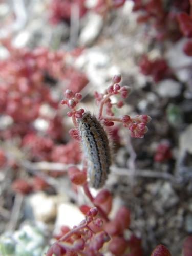 Réf. 72 857 : Eilema palliatella